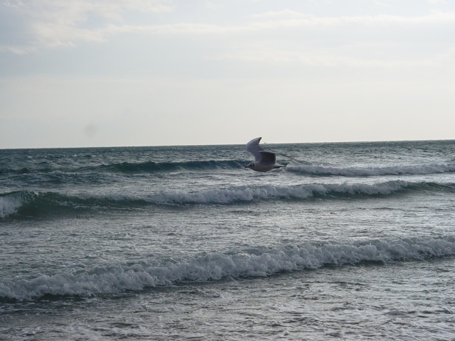 Gabbiano sul mare