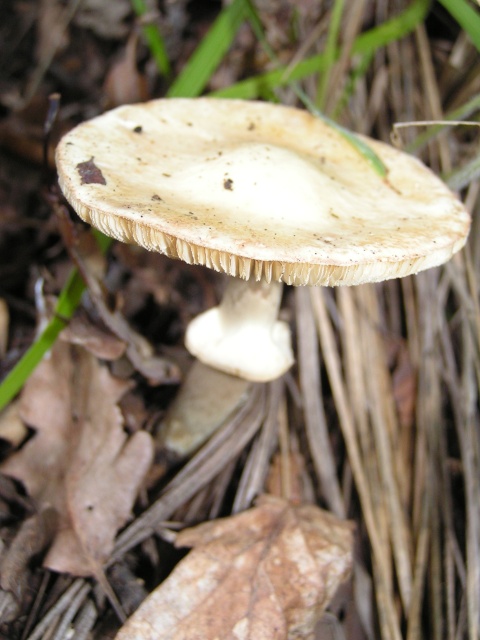 Amanita Falloide