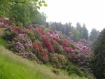 Rododendri