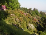 Panorama dei rododendri