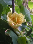 Albero dei tulipani - Liriodendron tulipifera -