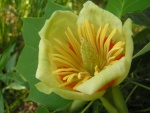 Albero dei tulipani - Liriodendron tulipifera -