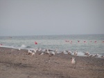 Gabbiani in spiaggia