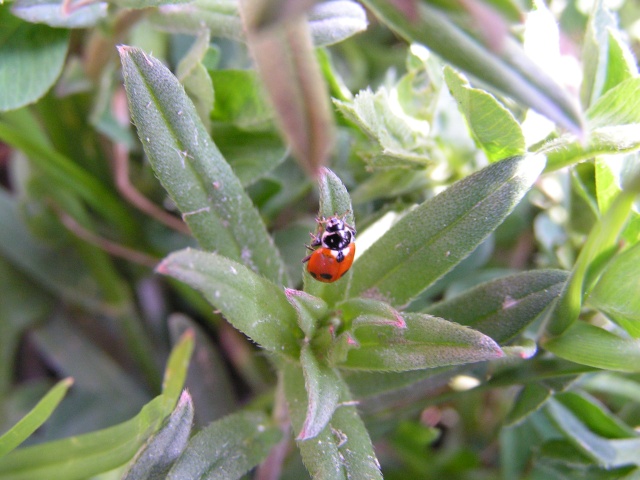 Coccinella