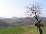 Albero che osserva vallata