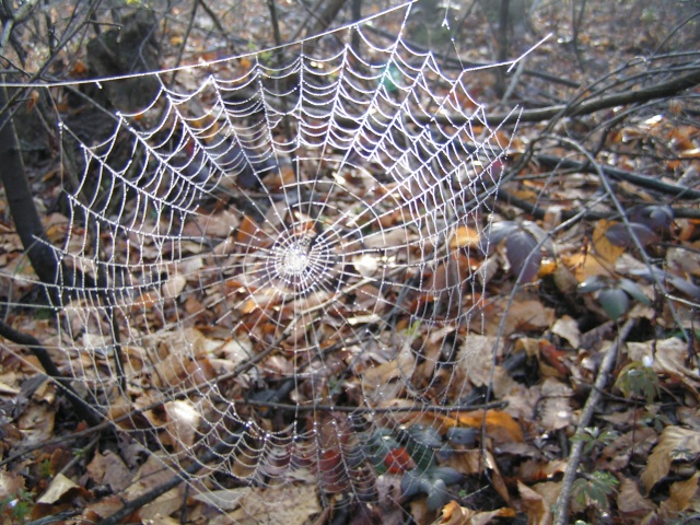 Angolo della Ragnatela