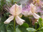 Fiori di Cappero che crescono sulle mura del castello