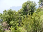 Monterosso: la flora lussureggiante