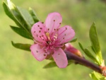 Fiori rosa fiori di pesco