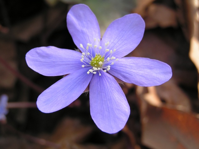 Anemone Epatica