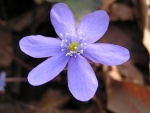 Anemone Epatica