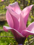 Fiore di Magnolia