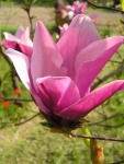 Fiore di Magnolia