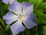 Fiore di Pervinca