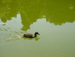 Giardino di Boboli: anatra alla fontana di Nettuno