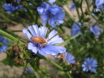 Come l'ape sul fiore