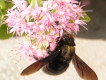 Xylocopa violacea