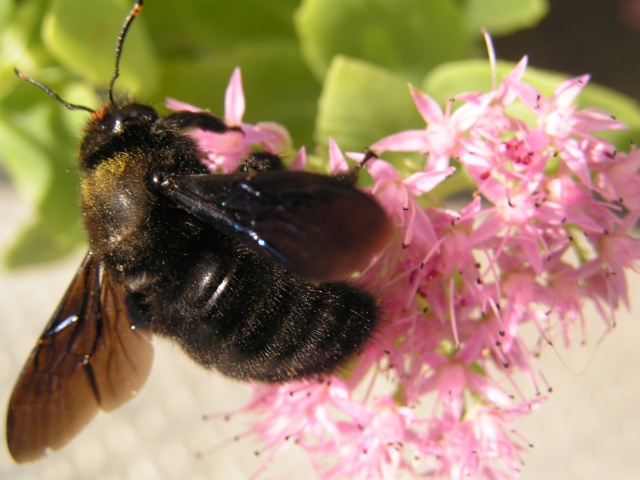 Xylocopa violacea