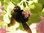 Xylocopa violacea