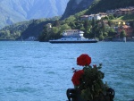 Fiore sul lungolago di Maneggio