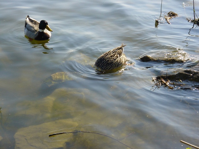 Anatre sul lago di Mezzo