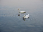 Cigni al Lago di Mezzo