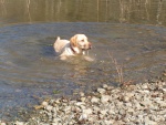 Un labrador che fa il bagno