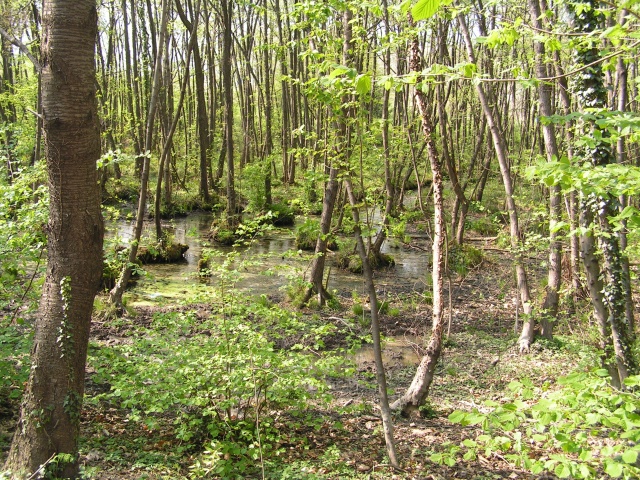 Uno stagno nel bosco nelle vicinanze di Montalto Dora