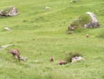 Gruppo di camosci