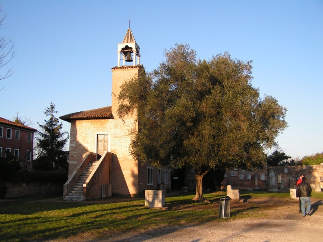 Ulivo a Torcello